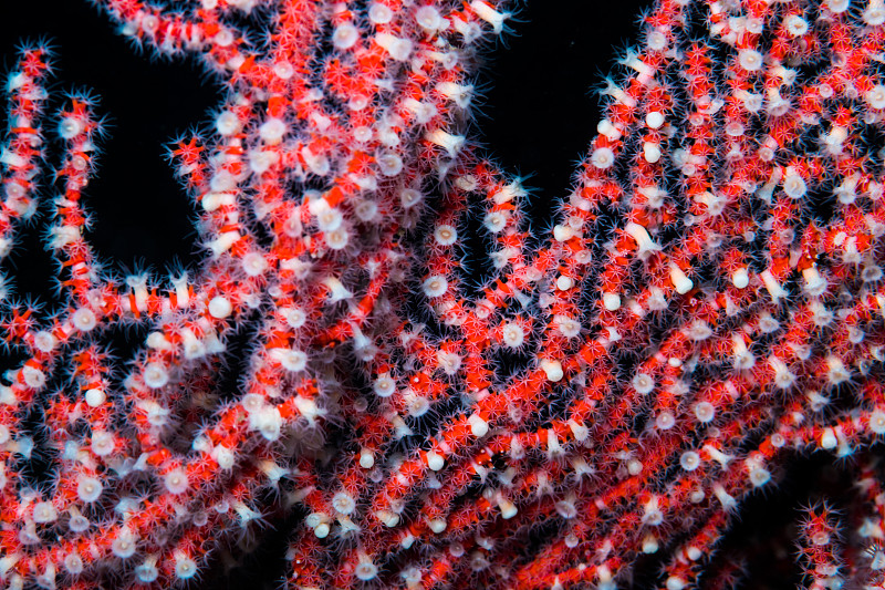 环海葵寄生在海扇上图片素材