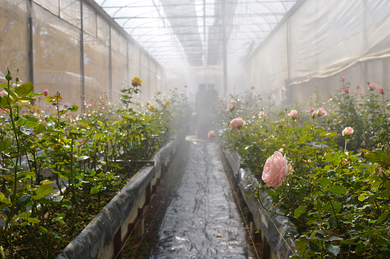 泰国，温室里的玫瑰图片下载