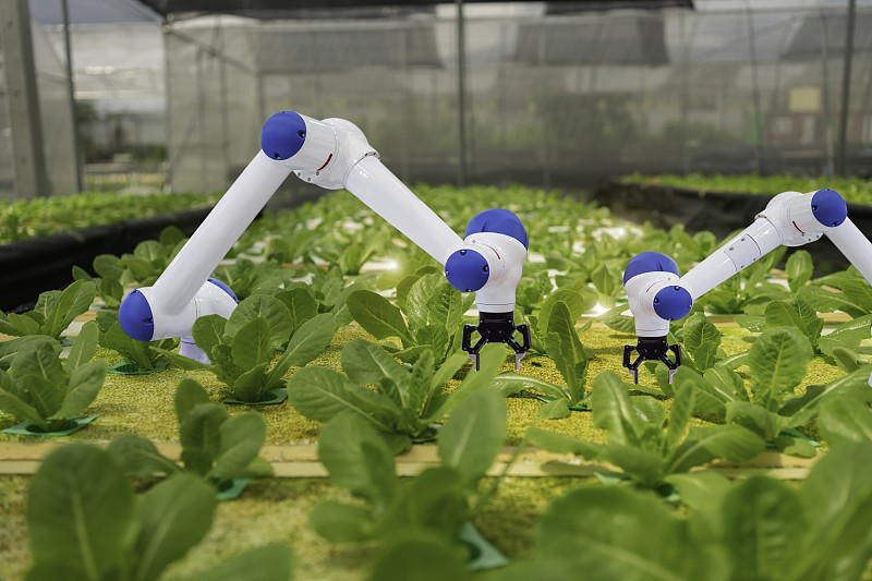 智能农业技术和智能手臂机器人是收获水培蔬菜，有机农业的概念。图片素材