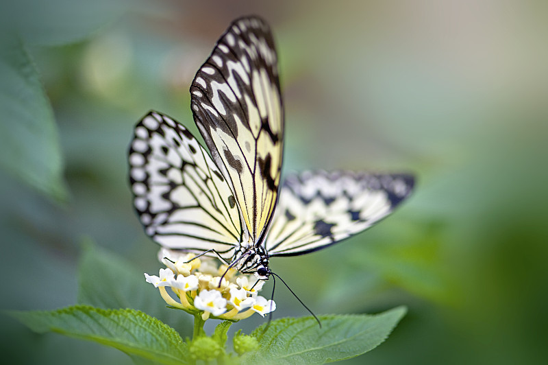 近距离拍摄的美丽的Idea leuconoe，也被称为纸风筝蝴蝶，宣纸蝴蝶或大树若虫图片下载