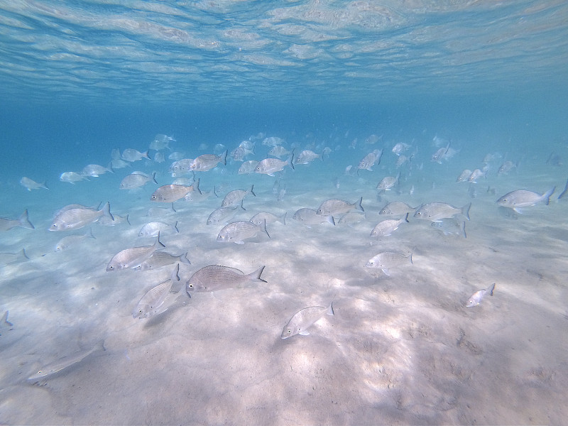 海鲷鱼在清澈的海水中游动图片下载