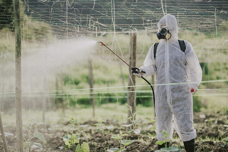 一名穿着防护服的亚裔华裔女农民正在向农场里的苦地植物喷洒消毒图片下载