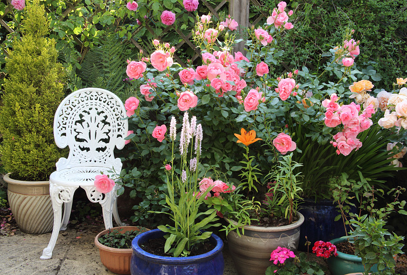 盆栽植物和玫瑰庭院在英国家庭花园。图片下载