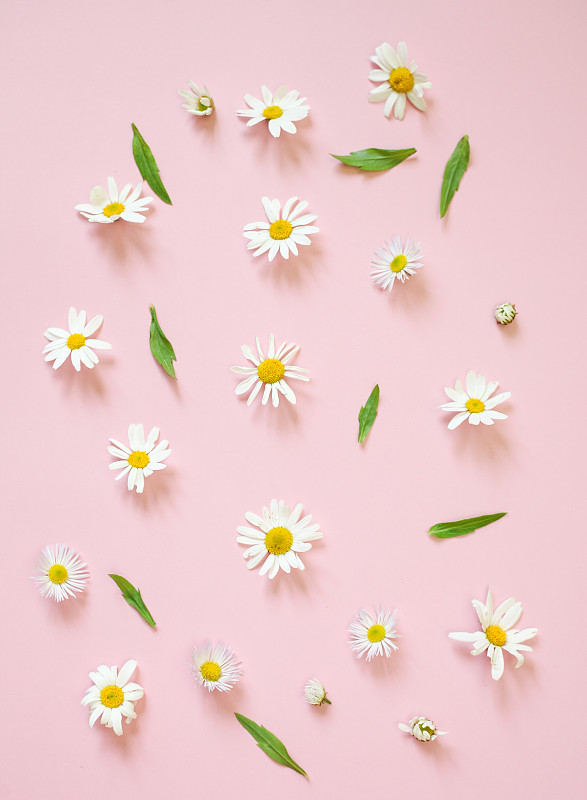 垂直的照片。雏菊洋甘菊白色花在粉红色的背景，复制空间的文本摄影图片下载