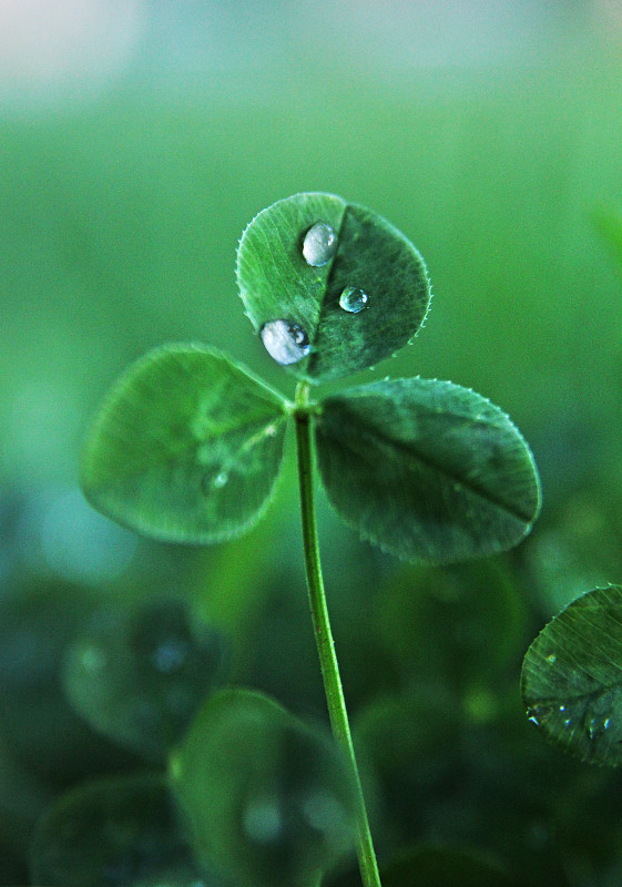 雨滴在绿色三叶草叶子微距图片下载
