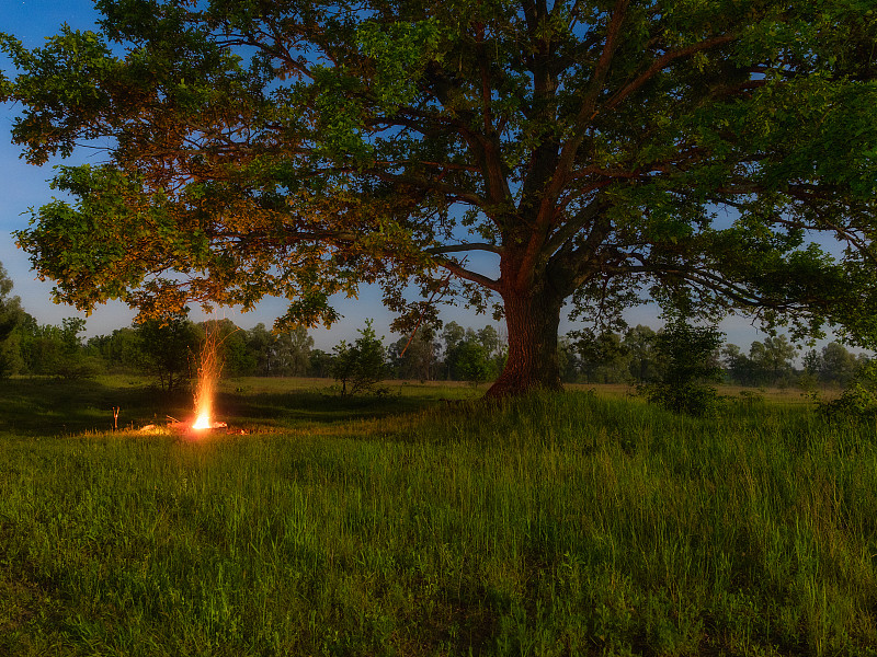 在一棵大老橡树下点燃篝火图片素材