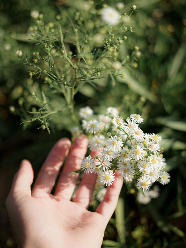 手触摸开花植物的特写图片素材