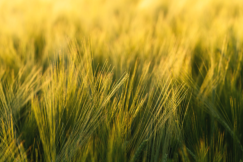 大麦。耳朵的大麦。美丽的日落景观。成熟的耳朵背景。成熟的禾谷类作物图片下载