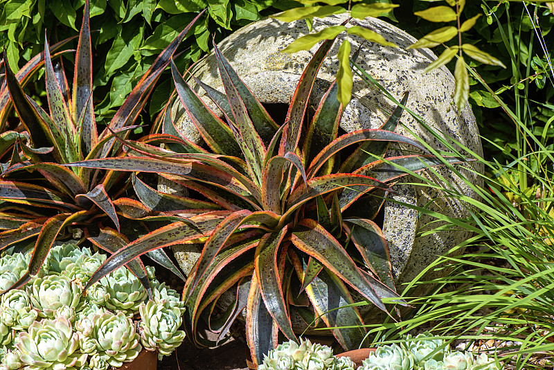 英国花园里的陶土花盆，里面种着肉质植物和龙舌兰图片素材