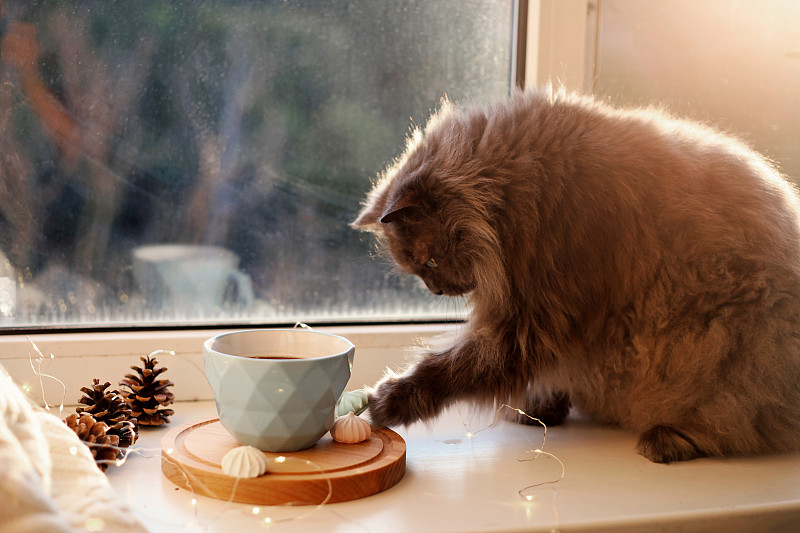 猫，蓝色的热咖啡和甜蜜的食物和仙女的灯在窗台上。舒适的家和宠物的概念。图片下载