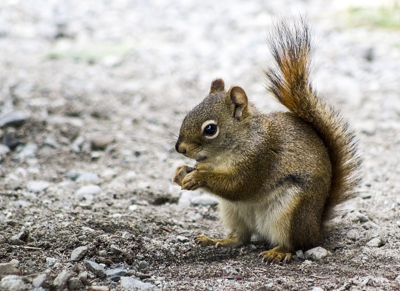 卡特迈国家公园的松鼠2图片下载