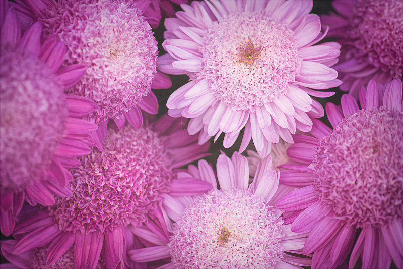 美丽的粉红色菊花盛开在长木花园图片素材