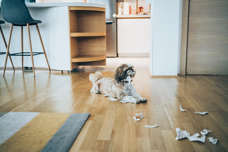 可爱的西施犬在地板上玩卫生纸。图片素材