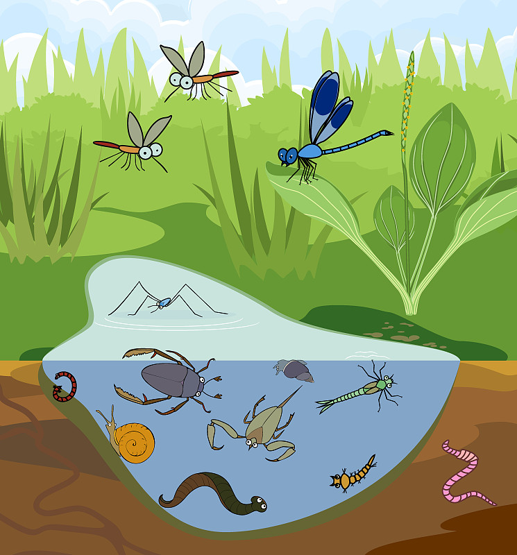 生态系统的池塘。昆虫和其他无脊椎动物的自然栖息地。池塘结构示意图图片素材