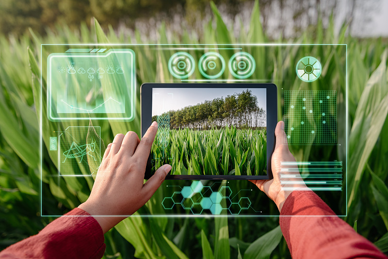 农民妇女使用数字平板与虚拟现实人工智能(AI)分析玉米农田植物疾病。科技、智慧农业、创新农业理念。图片素材