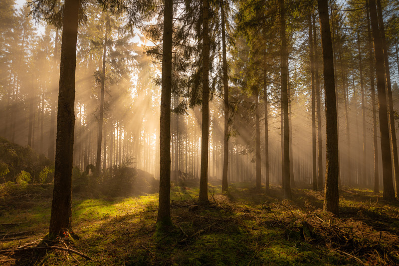 森林中穿过树木的阳光图片下载