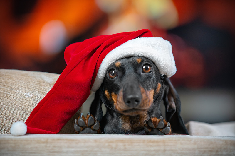 戴着红色圣诞帽的可爱的达克斯猎犬躺在沙发上，在壁炉模糊照片的背景下，迷人地看着主人，期待着节日的款待摄影图片下载