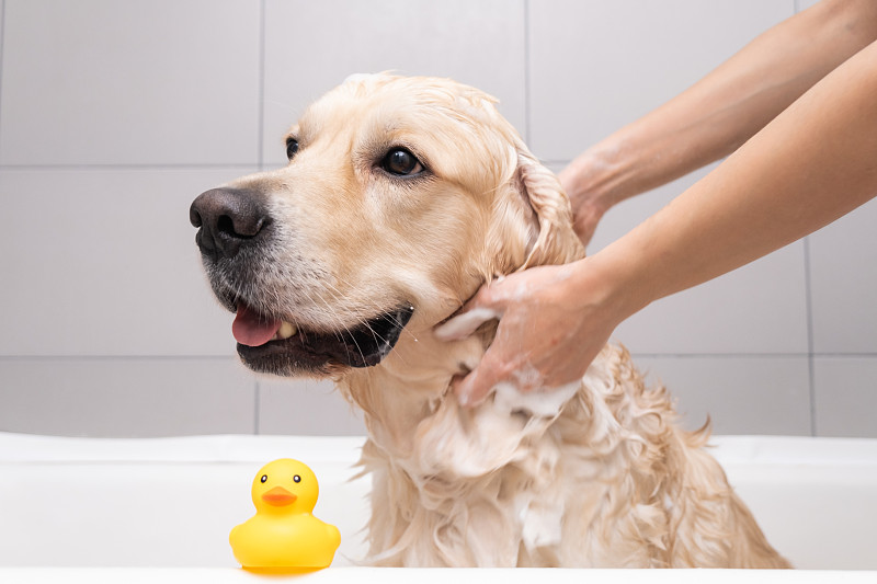 女孩用泡泡浴给狗洗澡。美容师用淋浴给他的金毛猎犬洗澡图片下载