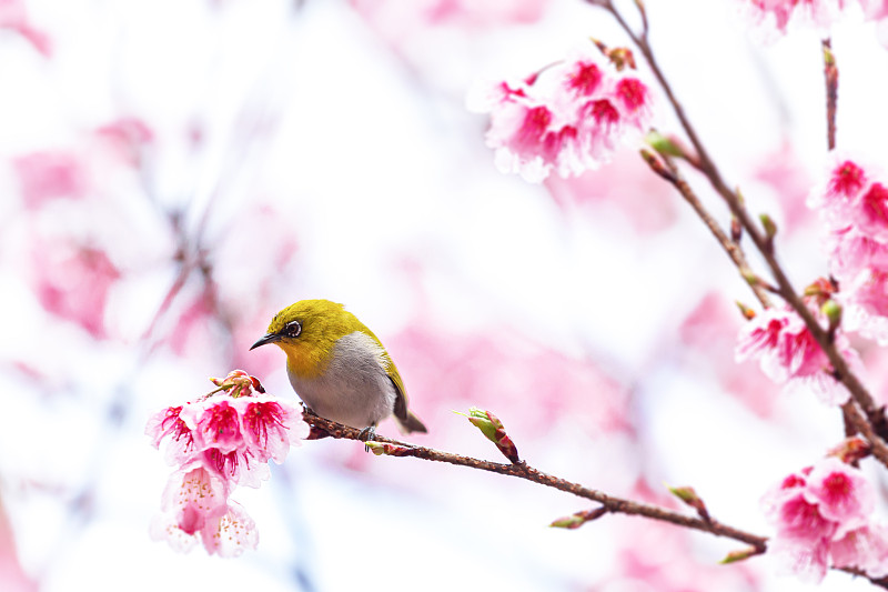 在泰国清迈省Doi Ang Khang，一只小鸟在樱花树上吃花蜜，樱花盛开着美丽的花朵图片下载
