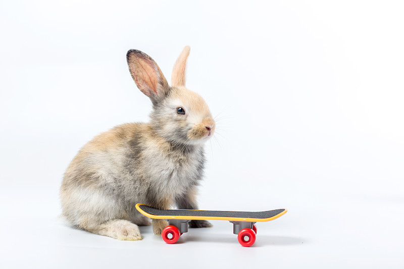 兔子和滑板给可爱的宠物。白色背景上的小兔子和滑板。极限运动的兔子概念。图片下载