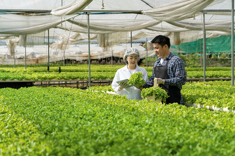 亚洲的女科学家们用数字平板电脑检查和讨论来自农民水培农场的蔬菜有机沙拉和生菜的质量，工人们准备收获有机植物，农业工业。图片下载
