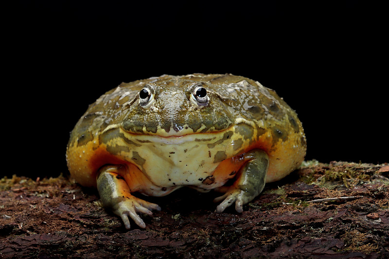 一只非洲牛蛙的特写,印度尼西亚图片下载