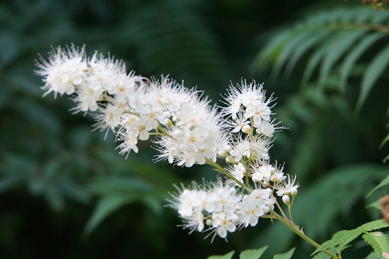 白色开花植物的特写摄影图片