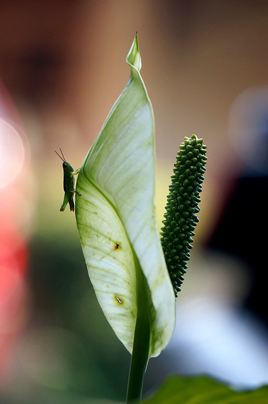 昆虫在植物上的特写摄影图片