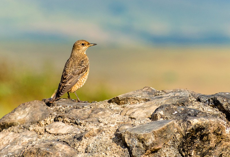 小鸟栖息在岩石上的特写摄影图片