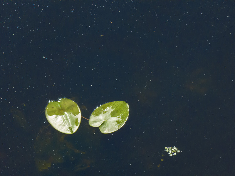 睡莲漂浮在黑暗的池塘水的背景。摄影图片