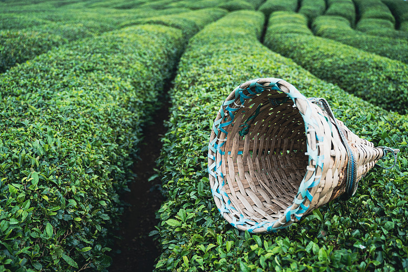 在日则省卡伊里地区的土耳其红茶种植园上，传统的柳条圆锥形篮收获图片下载