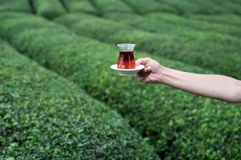 手拿着一杯传统的土耳其红茶，背景是一排排梯田上的茶园图片下载