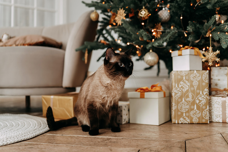 圣诞节的概念。家猫暹罗猫是一只穿着节日服装的宠物，在家里的圣诞节日里，坐在房间明亮的室内装饰好的圣诞树下图片下载