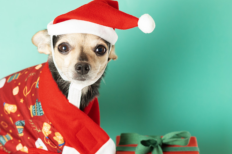 狗狗穿着圣诞服装，戴着圣诞帽，拿着一盒礼物，复制空间图片下载