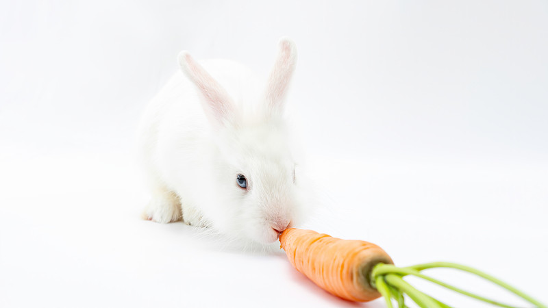 小白兔吃了一根胡萝卜。毛绒绒的侏儒兔与胡萝卜在白色背景上复制空间。家庭宠物啮齿动物吃蔬菜特写。图片下载