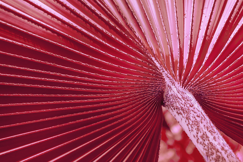 有质感的条纹叶条纹，围绕热带棕榈树的切割中心呈放射状扇形。图片下载