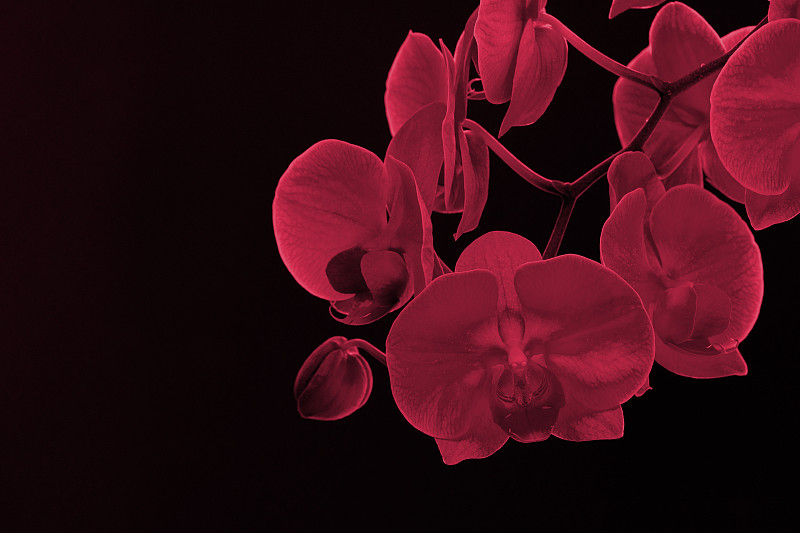 在霓虹灯的黑暗背景上的兰花枝。2023年的颜色，洋红色万岁。图片下载