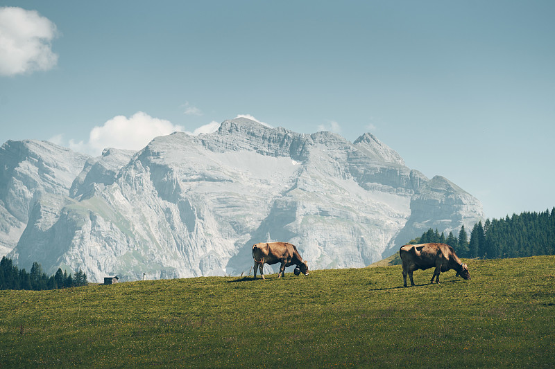 牛在山下的牧场上吃草图片下载