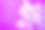 紫罗兰白风信子在紫色背景上的特写摄影。文本的复制空间。摄影图片