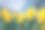 明亮的黄色水仙花映衬着天空摄影图片