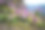 犬牙紫罗兰花的群落区域摄影图片