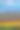 春天的斯卡吉特山谷郁金香田，背景是贝克山。摄影图片