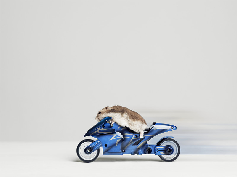 仓鼠坐在玩具摩托车上，侧视图，摄影棚拍摄图片下载