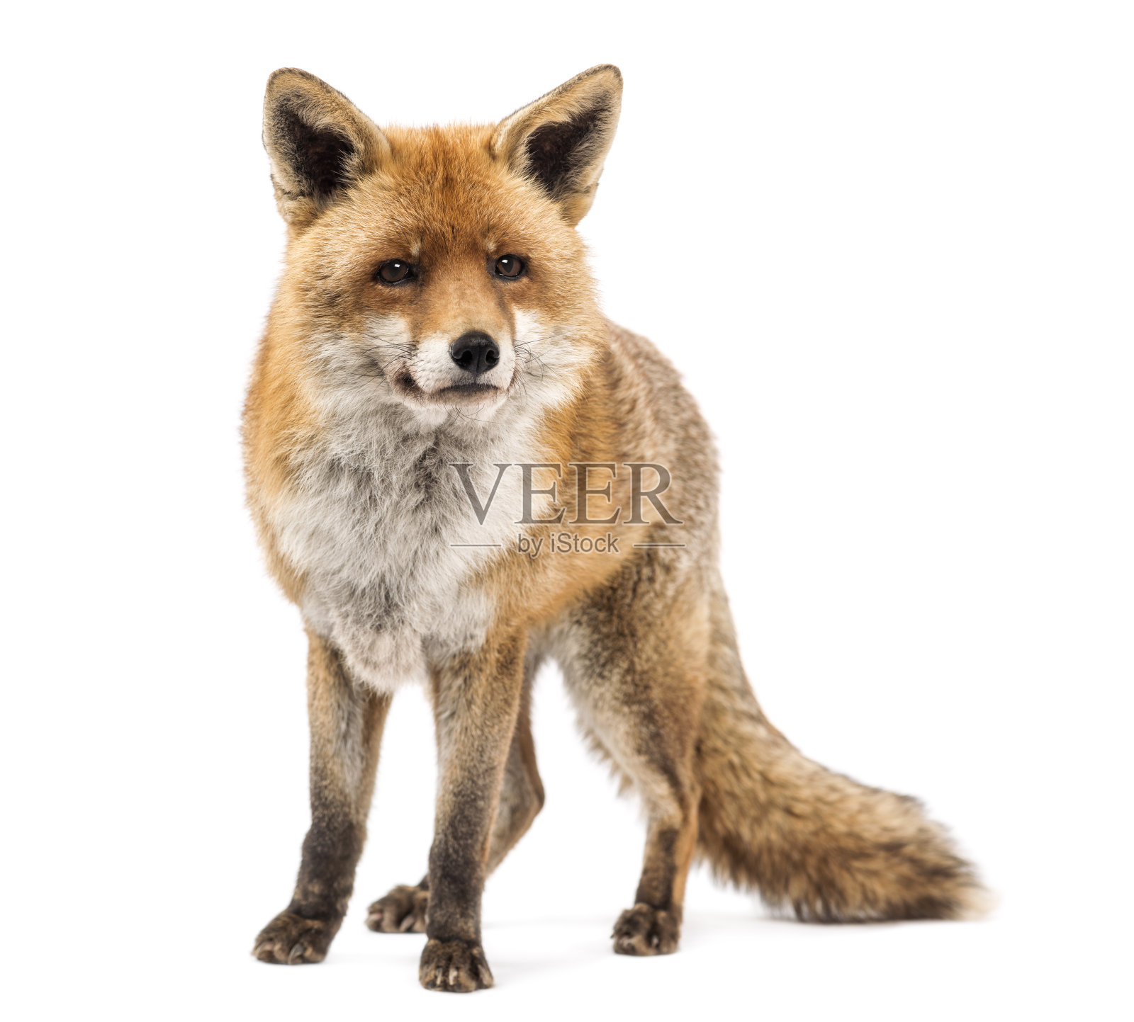 红狐孤立地站在白色的背景上照片摄影图片