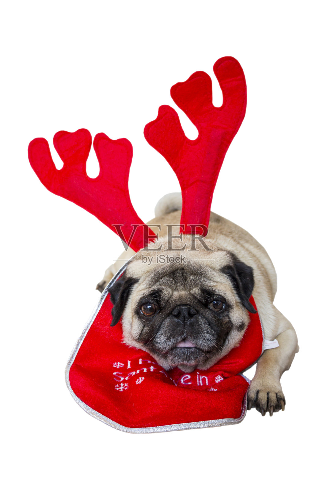 穿着圣诞服装的米色哈巴狗照片摄影图片