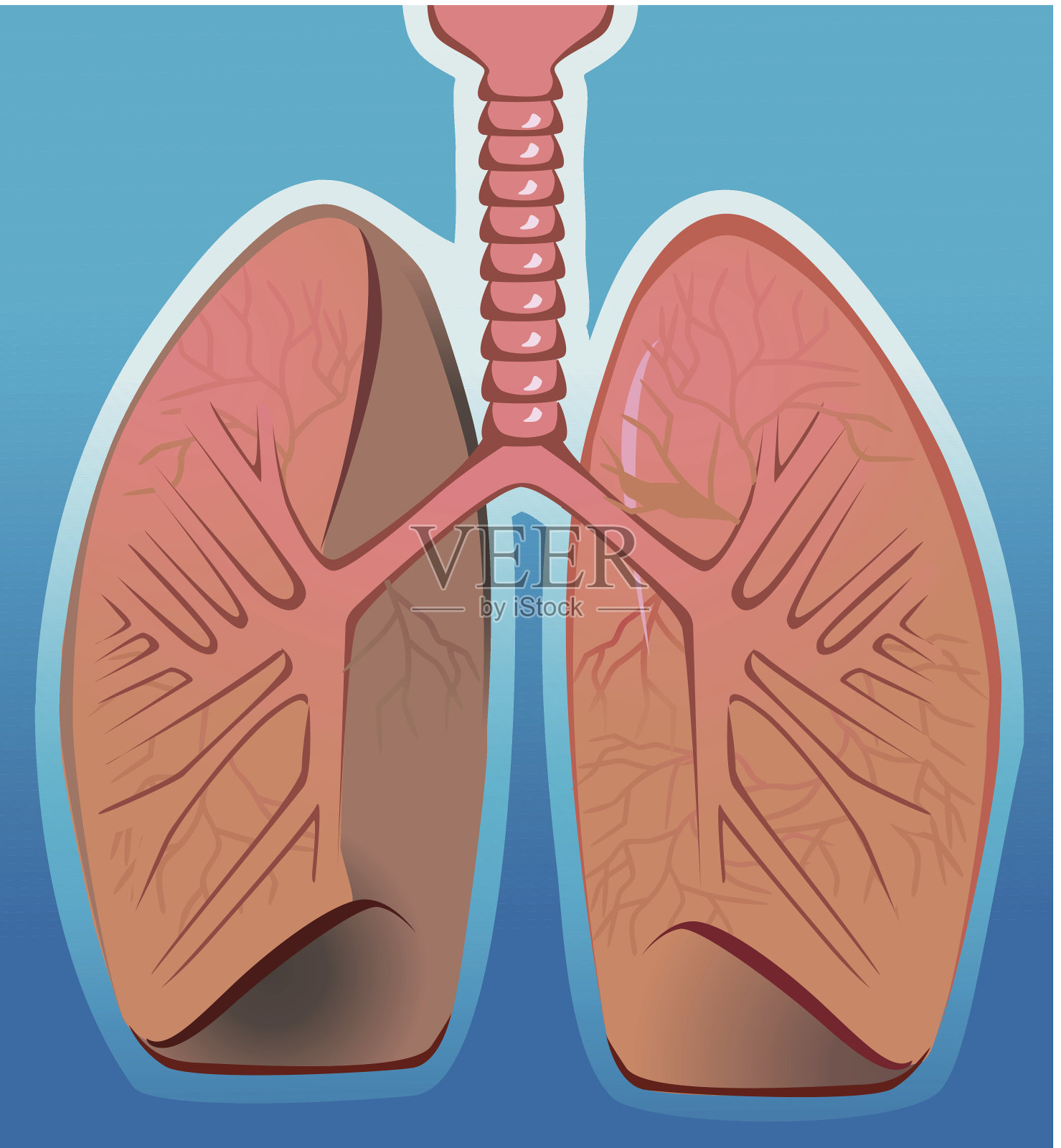 肺插画图片素材