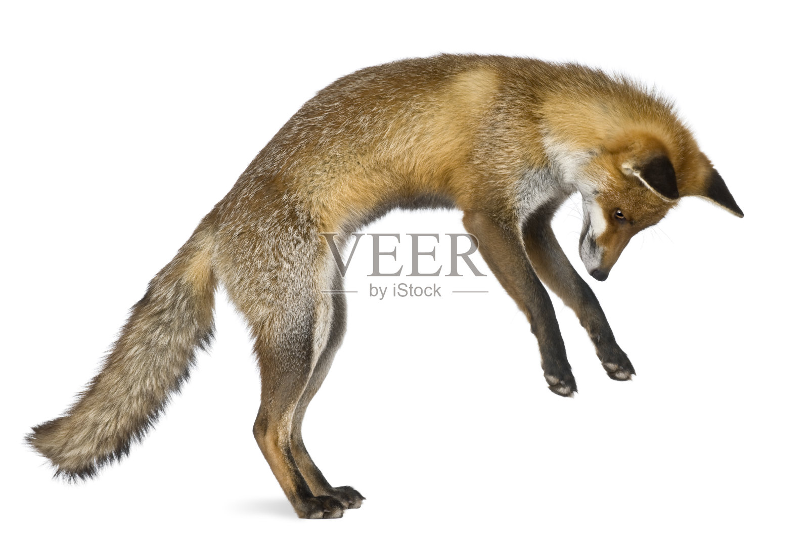 侧面的红狐站在后腿。照片摄影图片