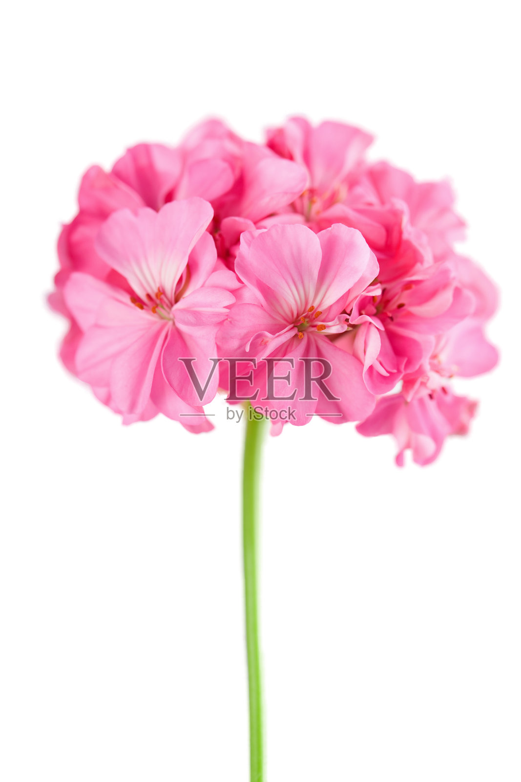 粉红色天竺葵花孤立照片摄影图片