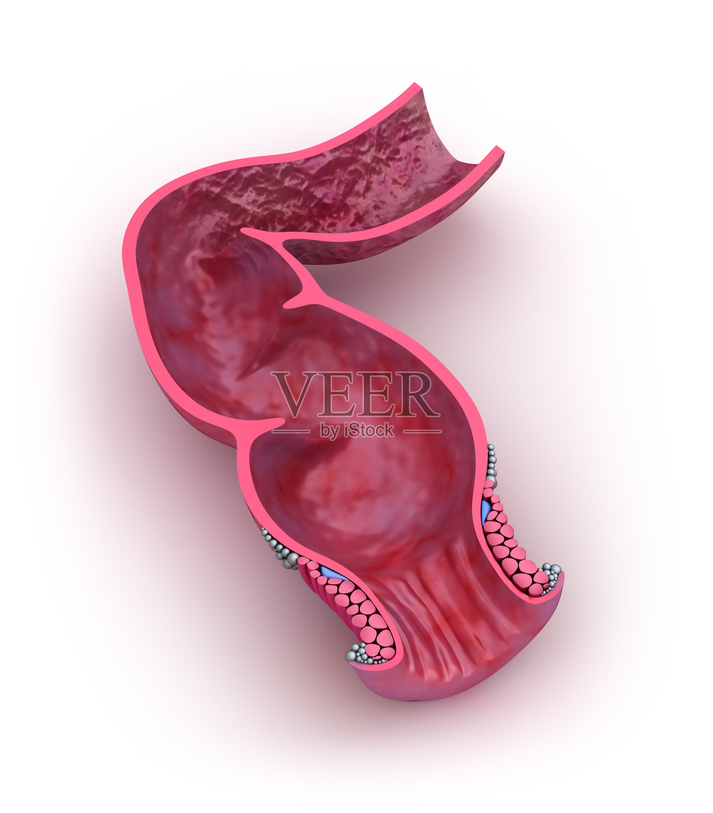 人体直肠，3D模型插画图片素材