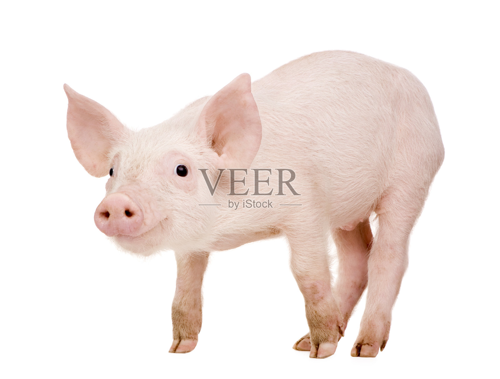 白色背景上的小猪在微笑照片摄影图片